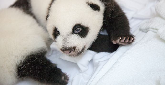 Hello... brother! Photo: Chimelong Safari Park Hello... brother! Photo: Chimelong Safari Park
