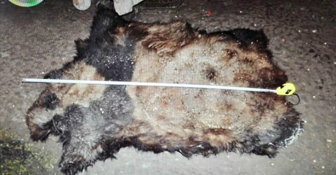 The pelt of the female panda was recovered by police. Photo: CCTV The pelt of the female panda was recovered by police. Photo: CCTV