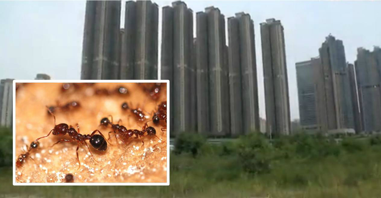 The fire ant colonies pose risks to nearby residential areas. Photos: Apple Daily, Ant Home The fire ant colonies pose risks to nearby residential areas. Photos: Apple Daily, Ant Home