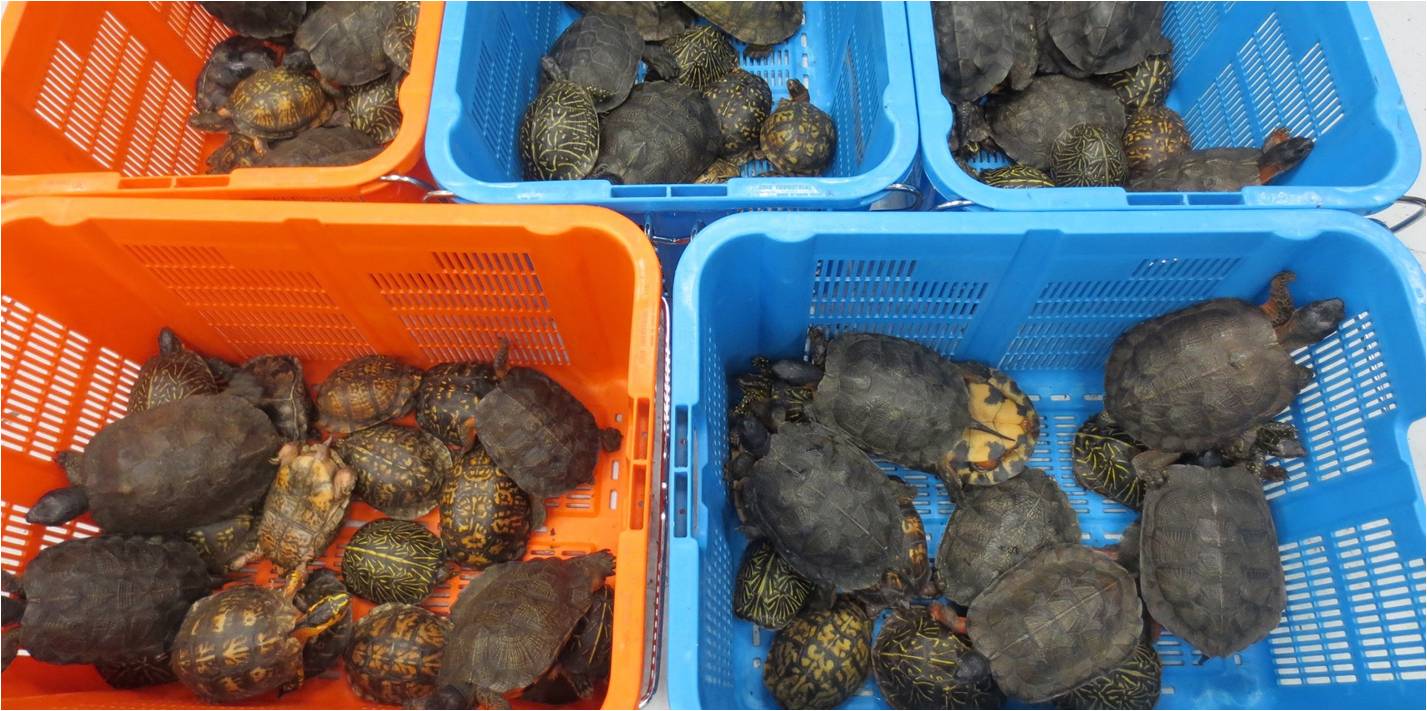 Some of the 95 turtles are shown in plastic containers after they were seized by customs authorities. The shipment came from Los Angeles via Japan. Photo: GIS Some of the 95 turtles are shown in plastic containers after they were seized by customs authorities. The shipment came from Los Angeles via Japan. Photo: GIS