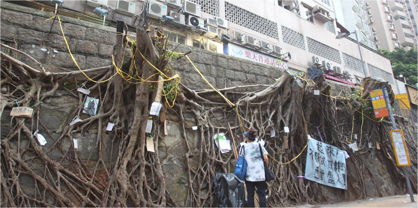 Only the roots of the four Banyan trees remain on the stone wall along Bonham Road. Photo: HKEJ Only the roots of the four Banyan trees remain on the stone wall along Bonham Road. Photo: HKEJ