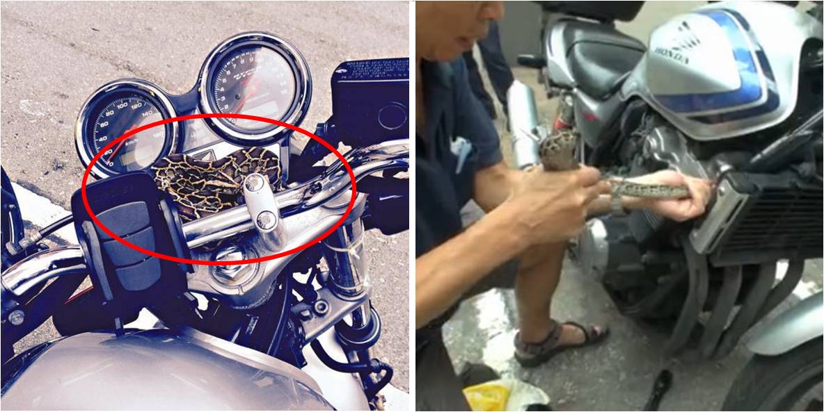 A baby python is curled on the dashboard of a motorcycle (left photo). It was later caught unharmed by a snake expert. Photo: Apple Daily A baby python is curled on the dashboard of a motorcycle (left photo). It was later caught unharmed by a snake expert. Photo: Apple Daily