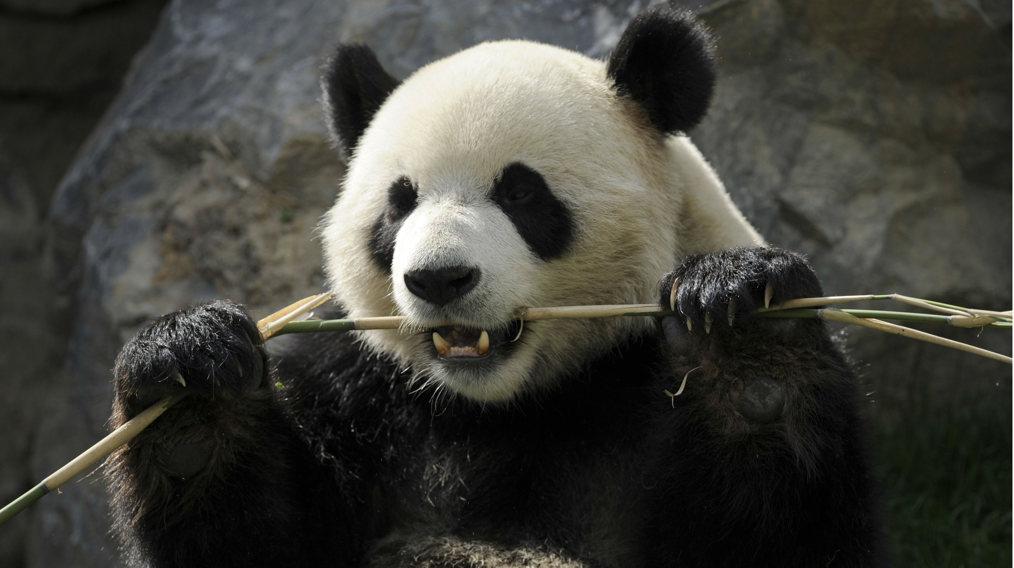 Scientists will focus on microorganisms in the giant panda's gut to try to understand how the animal can digest tough bamboo. Photo: AFP Scientists will focus on microorganisms in the giant panda's gut to try to understand how the animal can digest tough bamboo. Photo: AFP