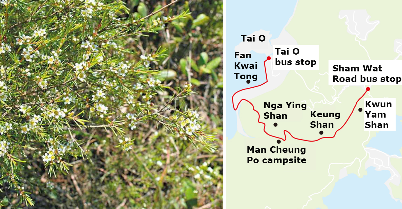 Hikers will find the sight of tiny aromatic white flowers at Nga Ying Shan enchanting. Photo: HKEJ Hikers will find the sight of tiny aromatic white flowers at Nga Ying Shan enchanting. Photo: HKEJ