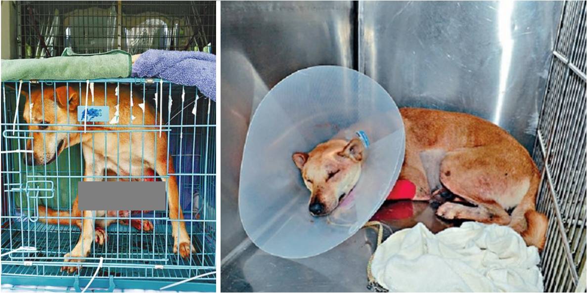 The dog sustained a wound about three to four inches deep from a crossbow arrow. Photos: Apple Daily, Headline Daily The dog sustained a wound about three to four inches deep from a crossbow arrow. Photos: Apple Daily, Headline Daily