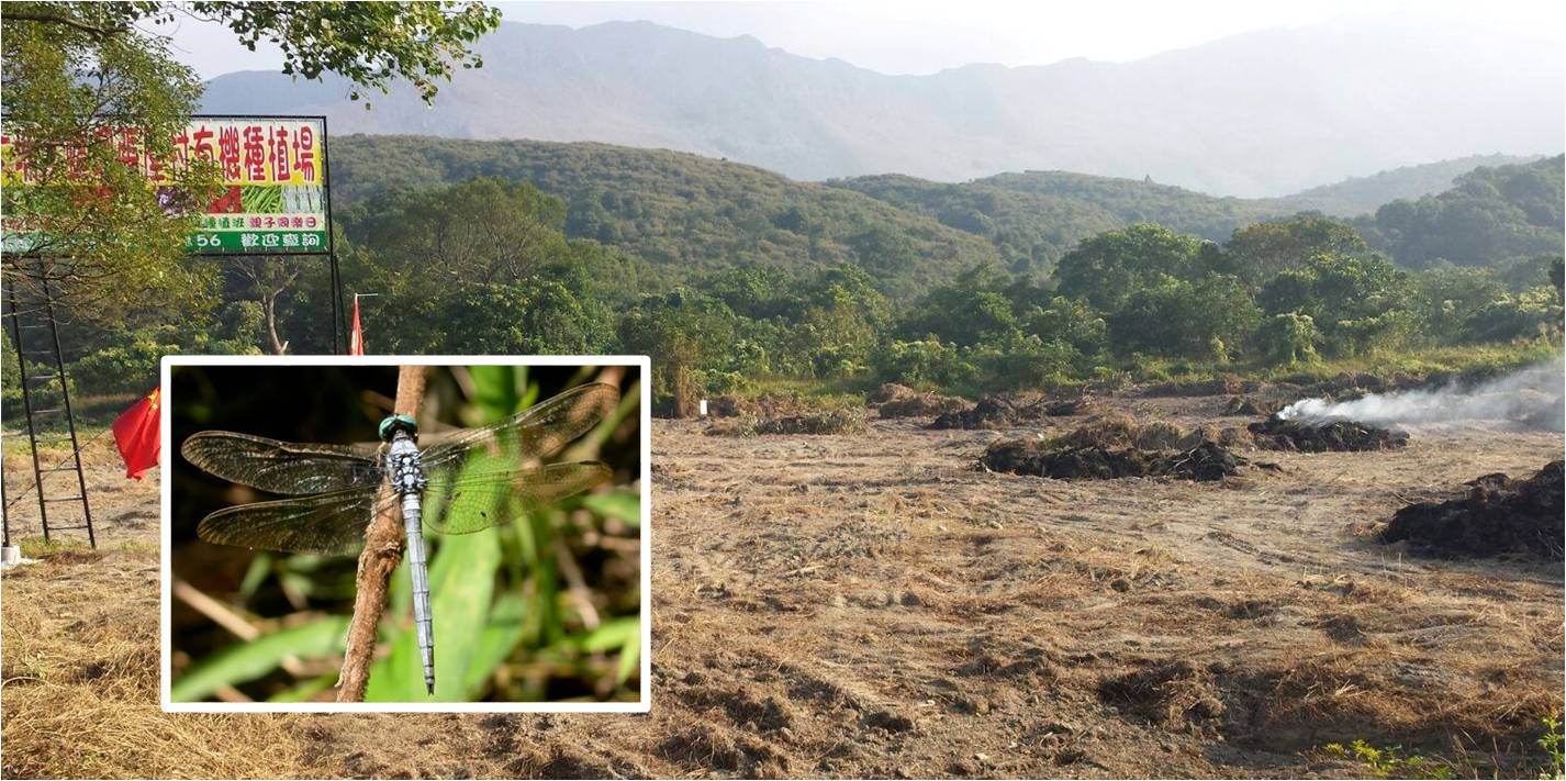 A piece of land in Sha Lo Tung, famous for its rare dragonflies (inset), has been flattened. Photos: Protect Sha Lo Tung, Facebook A piece of land in Sha Lo Tung, famous for its rare dragonflies (inset), has been flattened. Photos: Protect Sha Lo Tung, Facebook