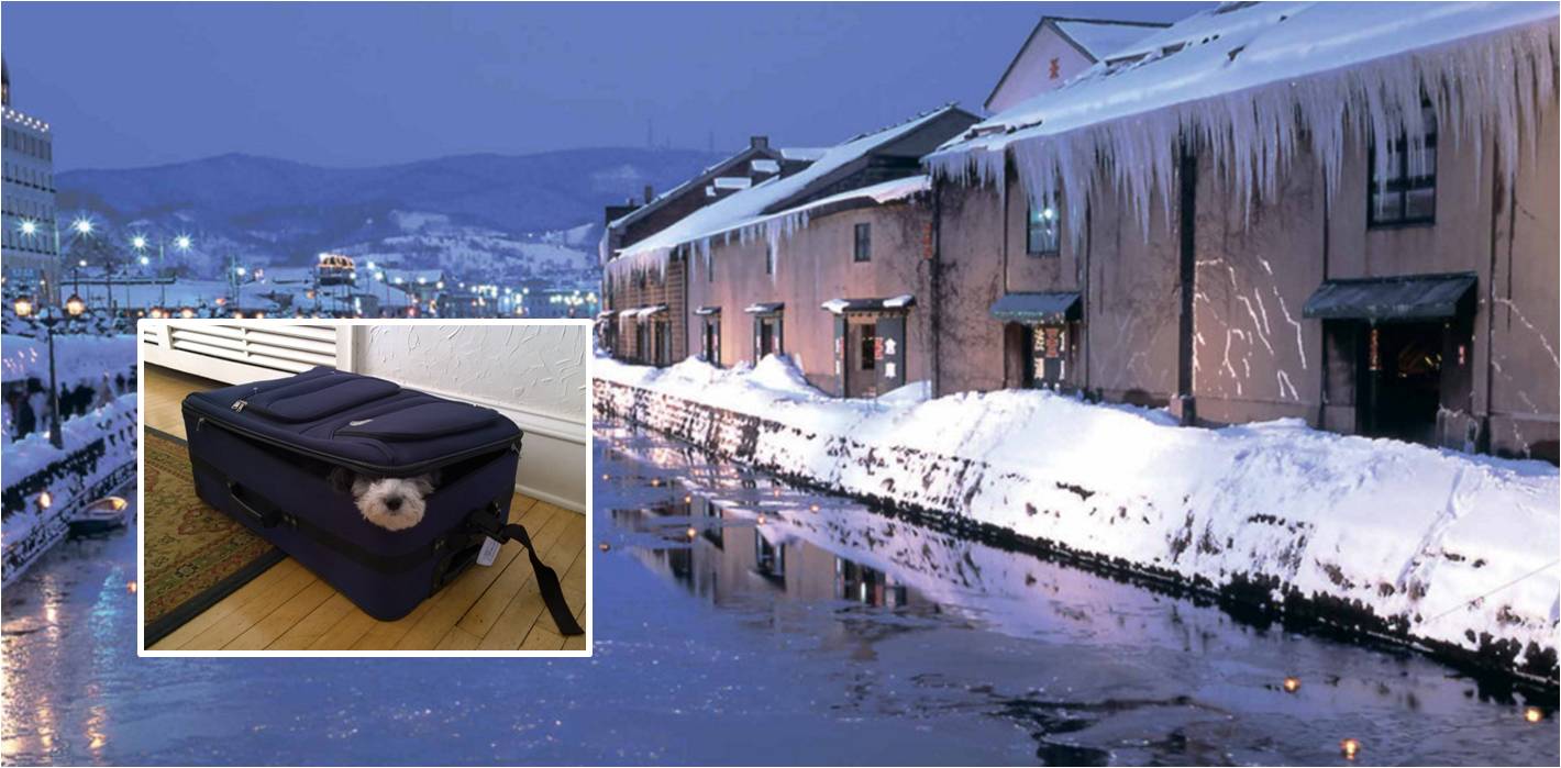 The dog has been in the luggage for about seven hours before it was found by the owner in Hokkaido. Photo: baidu.com The dog has been in the luggage for about seven hours before it was found by the owner in Hokkaido. Photo: baidu.com