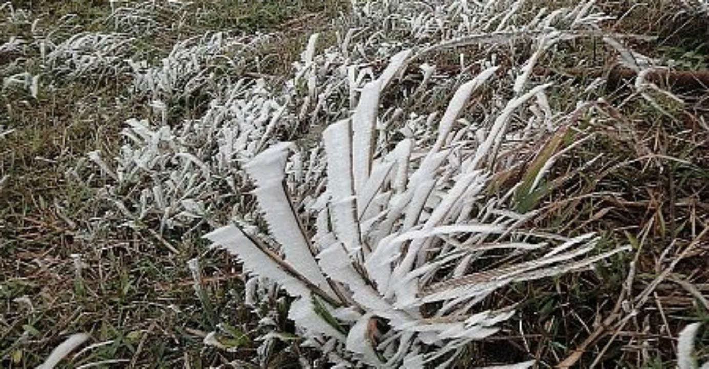 A rare sight of rime as pictured in Tai Mo Shan in 2010. Photo: Hong Kong Observatory A rare sight of rime as pictured in Tai Mo Shan in 2010. Photo: Hong Kong Observatory
