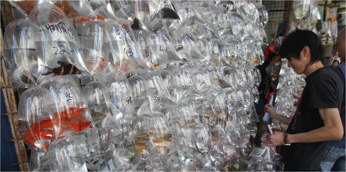 A surge in rents, among other factors, has prompted many small shop operators in Mong Kok's Goldfish Market to abandon their trade. Photo: HKEJ A surge in rents, among other factors, has prompted many small shop operators in Mong Kok's Goldfish Market to abandon their trade. Photo: HKEJ