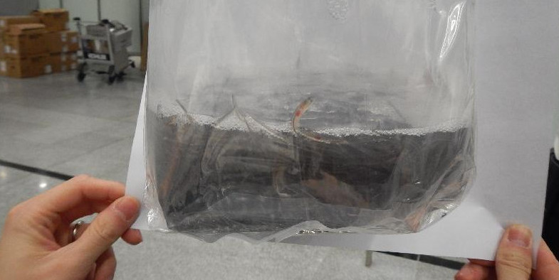 Airport customs have made a second seizure of European eels in two months in a crackdown on smuggling of the endangered species. Photo: HK government Airport customs have made a second seizure of European eels in two months in a crackdown on smuggling of the endangered species. Photo: HK government