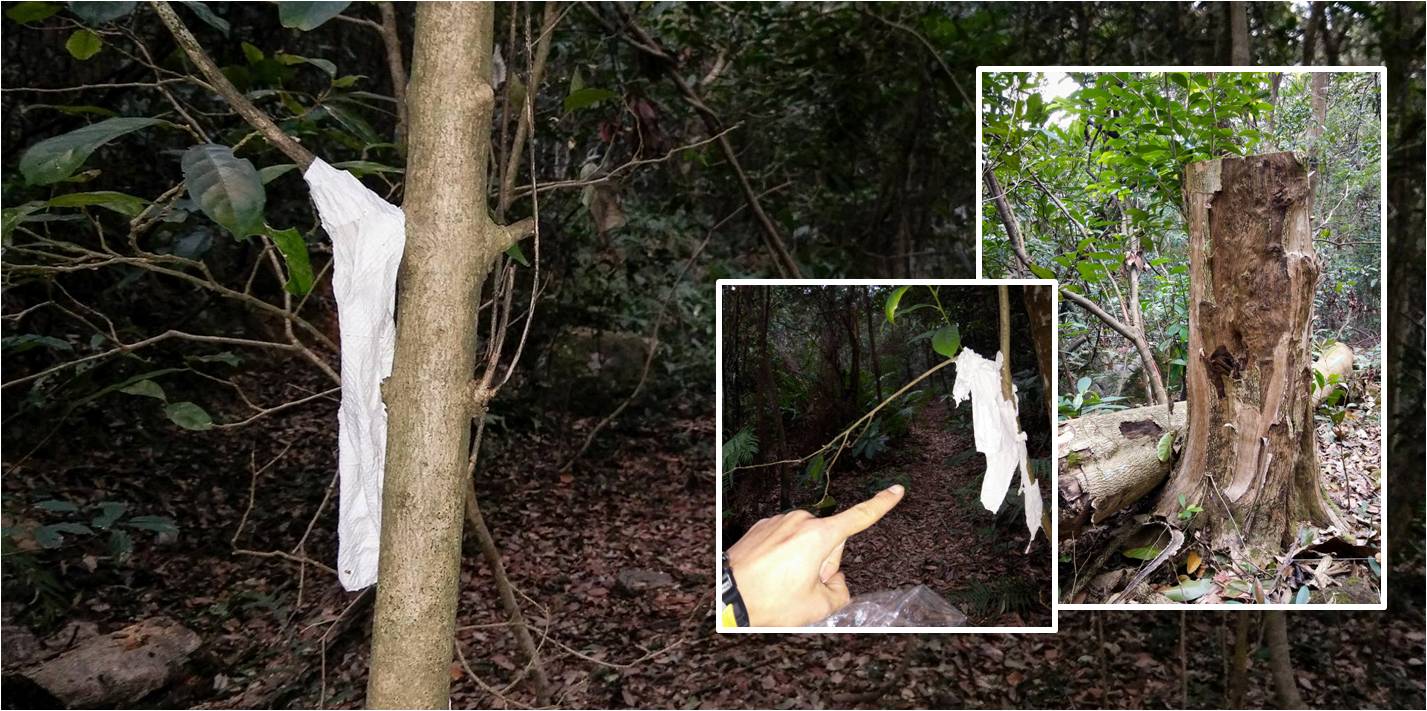 Toilet paper is seen hanging from tree branches, apparently to guide illegal loggers to the location of agarwood. Photo: Tony Ma / Facebook Toilet paper is seen hanging from tree branches, apparently to guide illegal loggers to the location of agarwood. Photo: Tony Ma / Facebook