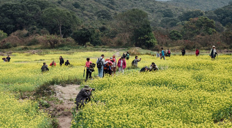 If you look under the golden blooms in this Sha Lo Tung canola field, you might find a hidden agenda, according to conservationists. Photo: http://photoblog.hk/ If you look under the golden blooms in this Sha Lo Tung canola field, you might find a hidden agenda, according to conservationists. Photo: http://photoblog.hk/