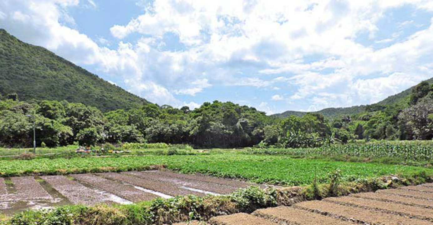 Pak Sha O village features a vast green field that is surely a welcome sight for visitors. Photo: HKEJ Pak Sha O village features a vast green field that is surely a welcome sight for visitors. Photo: HKEJ