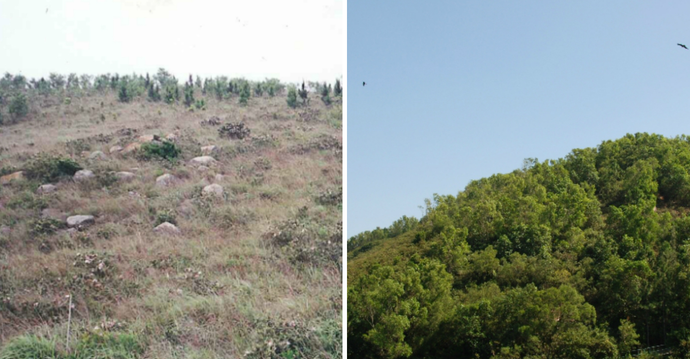 Northern hill of Lamma Island before and after a tree planting initiative. Photos: ABLE Charity Northern hill of Lamma Island before and after a tree planting initiative. Photos: ABLE Charity