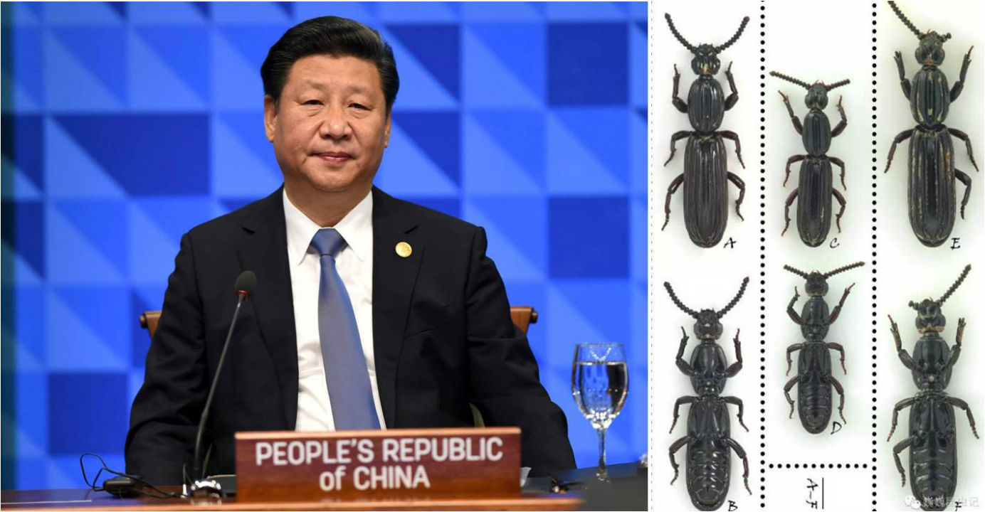 President Xi Jinping (above) may not know that a new beetle species, rhyzodiastes (temoana) xii (right), has been named after him. Photos: Xinhua, http://biotaxa.org President Xi Jinping (above) may not know that a new beetle species, rhyzodiastes (temoana) xii (right), has been named after him. Photos: Xinhua, http://biotaxa.org