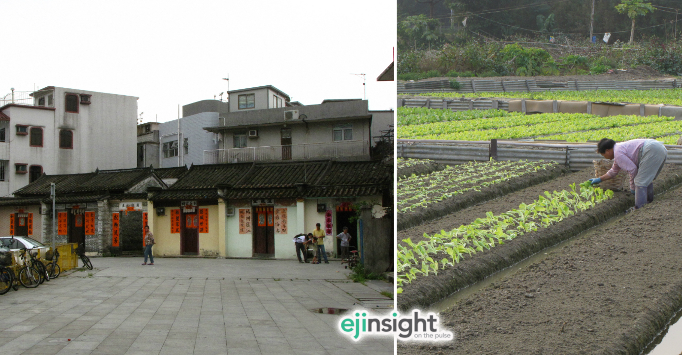 The ancestral halls of five families (left) in Tsung Pak Long village; farming remains a source of livelihood in Long Valley. Photos: HKEJ The ancestral halls of five families (left) in Tsung Pak Long village; farming remains a source of livelihood in Long Valley. Photos: HKEJ