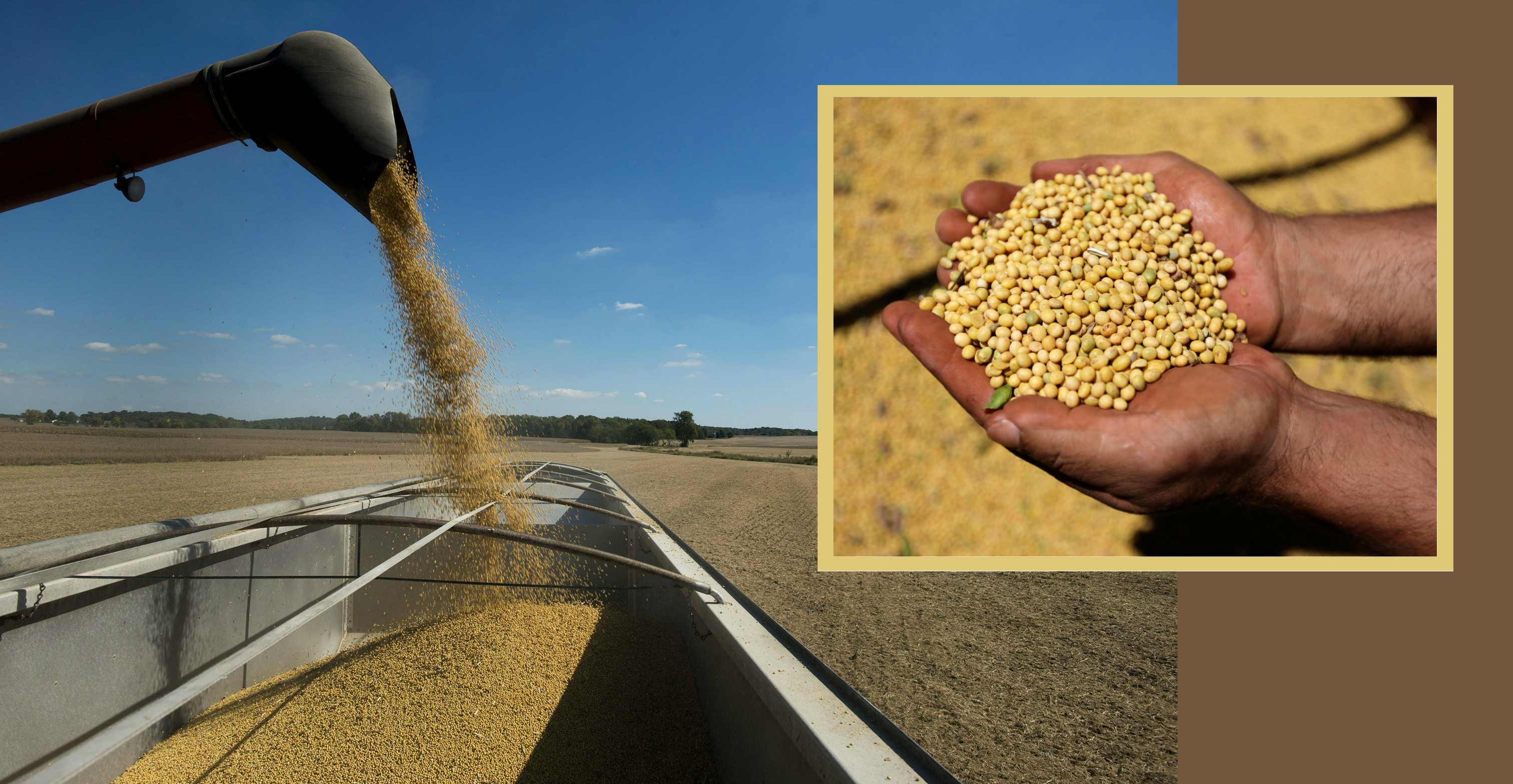 American farmers produce 40 percent of the world’s soybeans. If China abandons this source, other large producers of soybeans such as Brazil will be unable to fill the gap. Photo: Bloomberg/Reuters American farmers produce 40 percent of the world’s soybeans. If China abandons this source, other large producers of soybeans such as Brazil will be unable to fill the gap. Photo: Bloomberg/Reuters