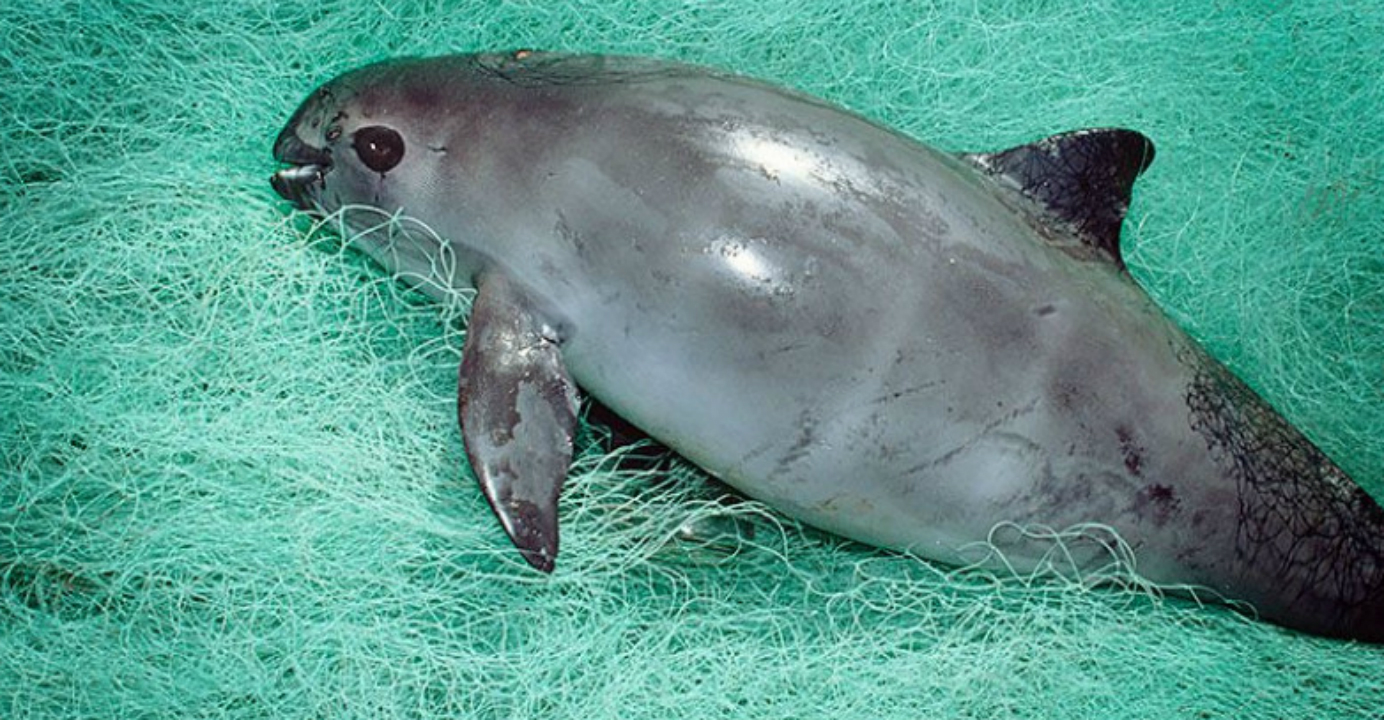 As with many endangered species these days, the near-extinction of the vaquita porpoise is a result of human activities. Photo: Yahoo As with many endangered species these days, the near-extinction of the vaquita porpoise is a result of human activities. Photo: Yahoo