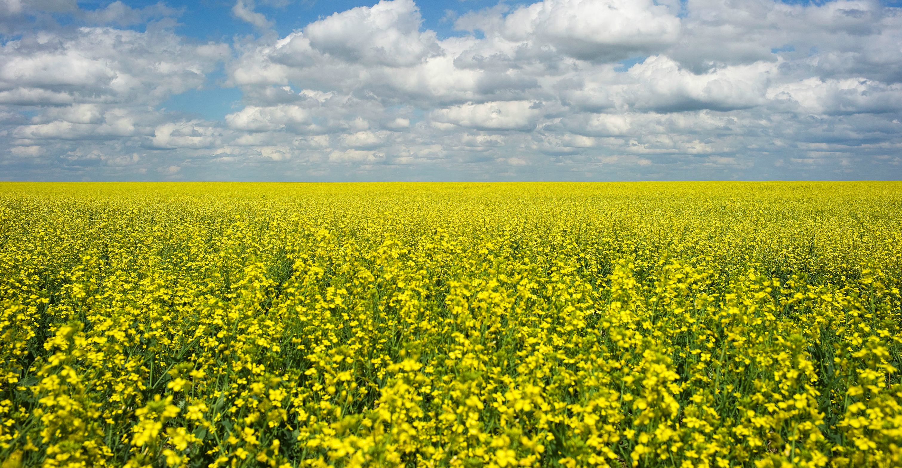 China buys some C$2.5 billion (US$1.88 billion) of Canadian canola per year. Photo: Reuters China buys some C$2.5 billion (US$1.88 billion) of Canadian canola per year. Photo: Reuters