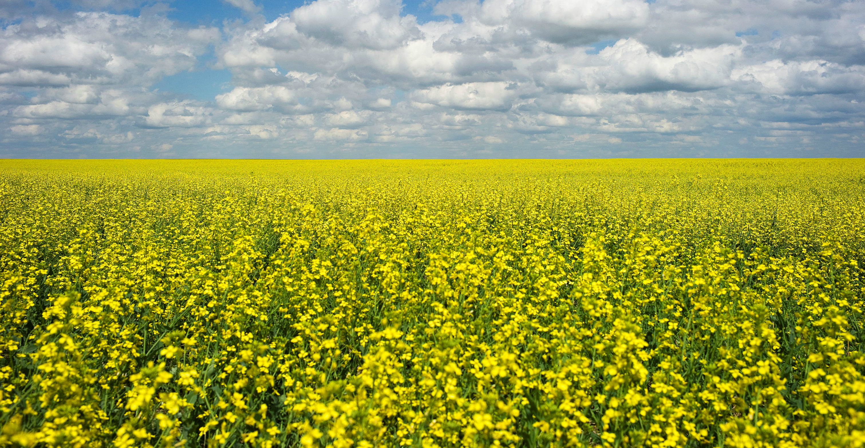A spokesman for Viterra said its canola seed products are tested to ensure they meet specific import standards. Photo: Reuters A spokesman for Viterra said its canola seed products are tested to ensure they meet specific import standards. Photo: Reuters