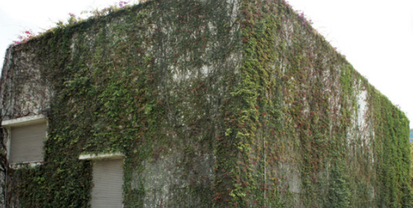 The green wall of the storm water storage tank at Tai Hang Tung Recreation Playground has won many design awards, Photo: HK Govt The green wall of the storm water storage tank at Tai Hang Tung Recreation Playground has won many design awards, Photo: HK Govt