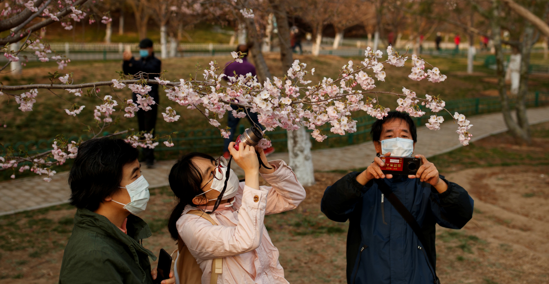 People wearing protective masks take pictures of cherry blossoms at a park in Beijing on Monday. Photo: Reuters People wearing protective masks take pictures of cherry blossoms at a park in Beijing on Monday. Photo: Reuters