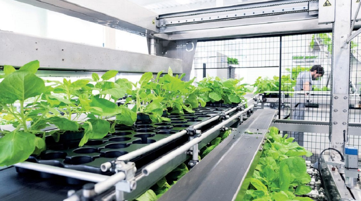 Biotech firm Medicago, part-owned by Philip Morris, say producing vaccines using tobacco plants could be cheaper and faster. Photo: Medicago.