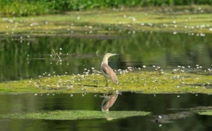 Closing the nature-finance gap