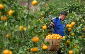 From tobacco king to emperor of oranges