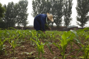 Alibaba targets farming and football for next shake-up