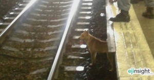 A dog's life: Is there more to it than meets the eye?  