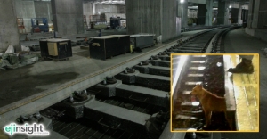 MTR put on the mat over dog death, but let's draw the line!