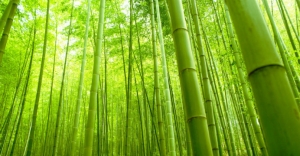 Bamboo a handy weapon against climate change