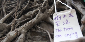 Lives of trees and people - is HK still a civilized society?