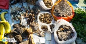 Don’t Eat This: Pangolins (and tigers, rhinos, manta rays ...)