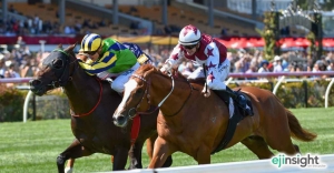 Stud stallions a lucrative investment