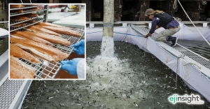 Salmon farming: Health and environmental issues