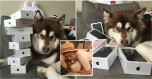 China's richest princeling gives dog eight iPhone 7s