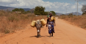 Ejiao good for ladies but spells doom for donkeys