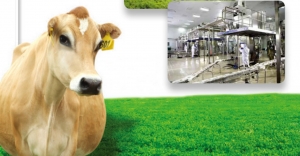 The straw that broke Huishan Dairy's back