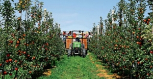 China speculators' new target: Apple commodity futures