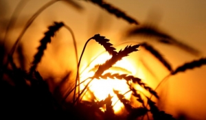 Prevent the next food crisis now