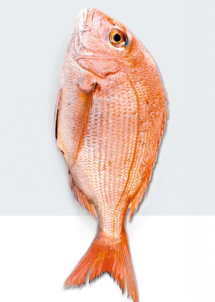 吉祥之兆加吉真鯛