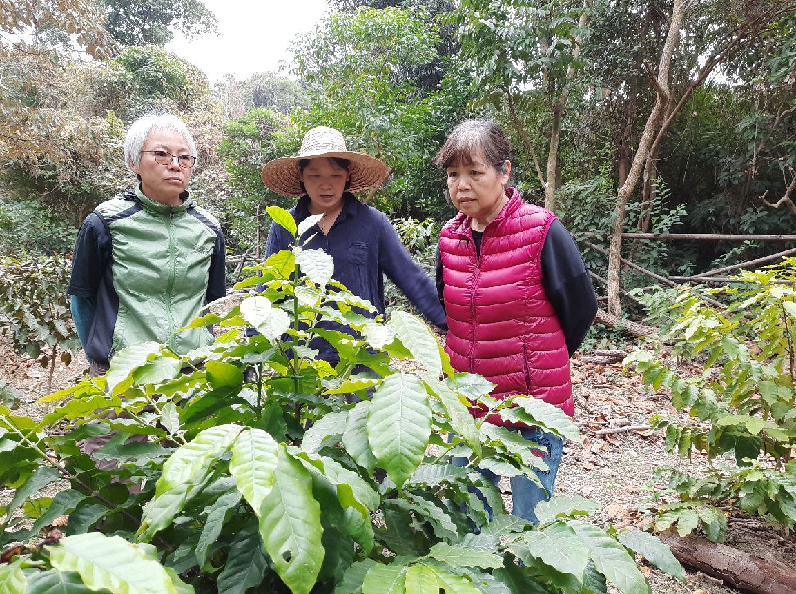 港產咖啡豆荔枝窩起步- 信報財經月刊hkej.com