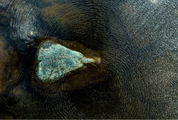 張羽《將指印鑲嵌於大地》(《虎溪之蓮》)，2023年