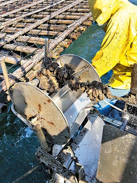 九州惠比須蠔冬日至寶 Lifestyle Journal 優雅生活