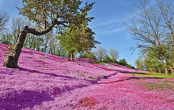 太陽之丘遠輕公園位於遠輕町，它在國際上的名氣不大，但5至10月皆開滿不同鮮花，是當地人寧靜的後花園。